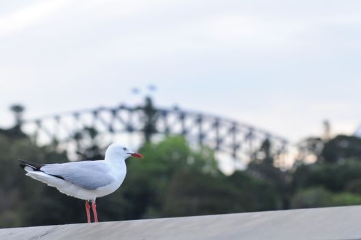 Seagull and Sydney Harbour Bridge in the evening