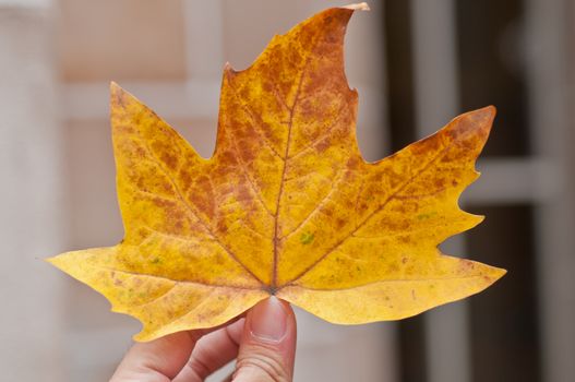 Orange maple leaf holding by fingers