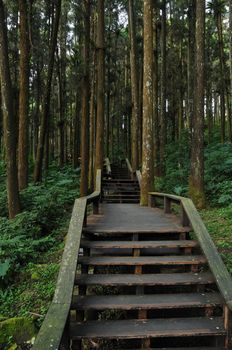 Wooden stair climbing steps in deep forest