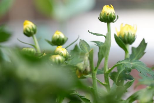 yellow chrysanthemum flower buds in isolated garden blur background