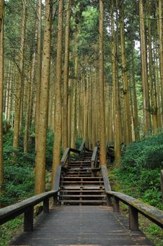 Stairways to bamboo ancient forest