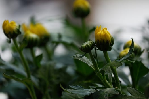 yellow chrysanthemum flower buds in isolated garden blur background