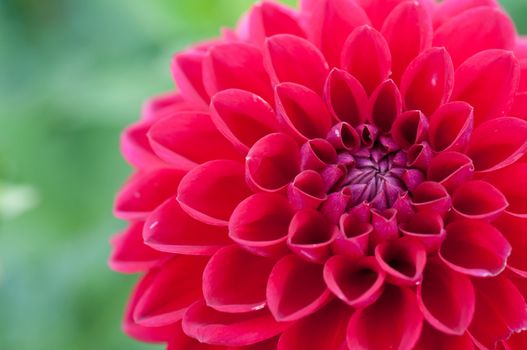 Red Romantic Chrysanthemum flower blooming