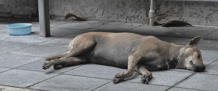 stray dog sleeping on the ground in Asia