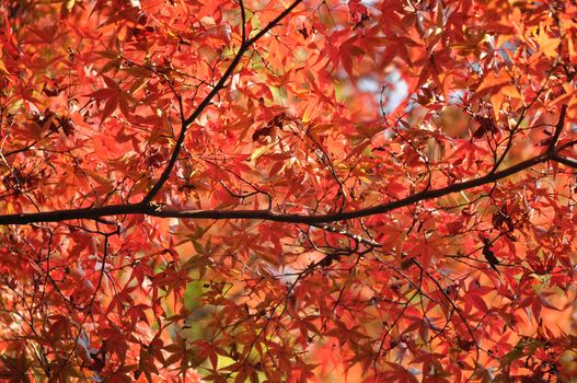 Red and orange maple leaves in Autumn in Japan