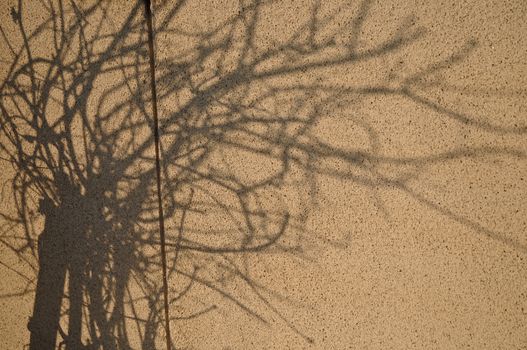 Shadow of tree branches on a wall in the afternoon