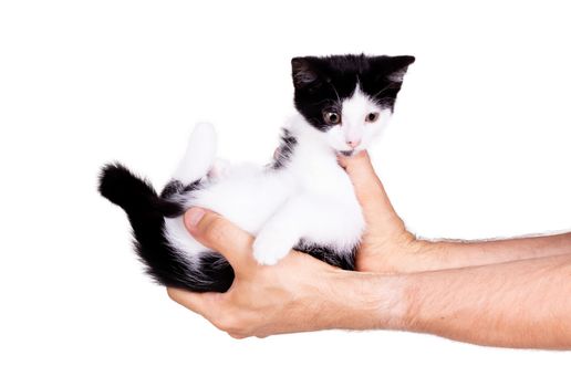 Black and white kitten in the hands of an adult man, isolated