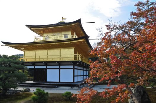 Japanese golden pavillion Kinkakuji and red maple tree in Autumn Kyoto Japan