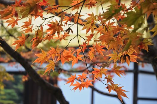 Red and orange maple leaves at Kyoto temple in Autumn