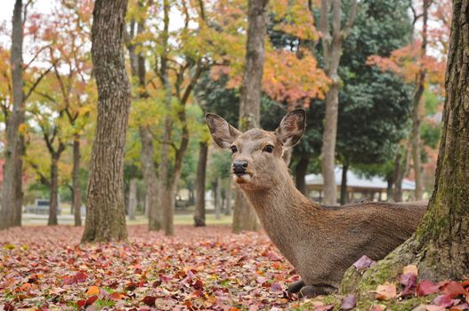 Holy Japanese deer in Nara national park in Autumn