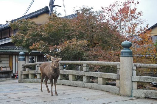 Japanese brown deer on an ancient stone bridge in Nara Japan