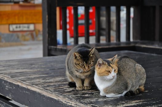 Two Japanese cats having disagreement on wooden floor