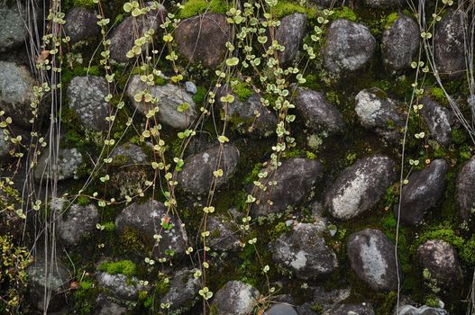 Wet and old mossy aged stone wall background