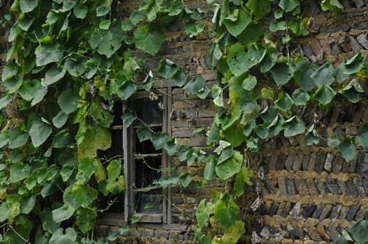 Creeper ivy on old building in Europe