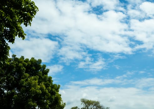 Green bush On the background are white clouds floating in the blue sky.