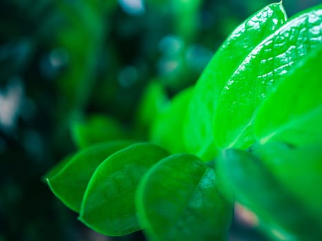 Abstract background of green leaves on a blurred background.