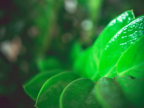 Abstract background of green leaves on a blurred background.