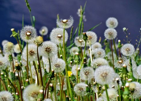 Dandelions, with gorgeous white flower buds, shine on the blue background of the river. Flowers close-up. Summer.