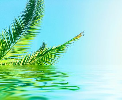 Palm tree leaves and sea water, summertime travel and beach background