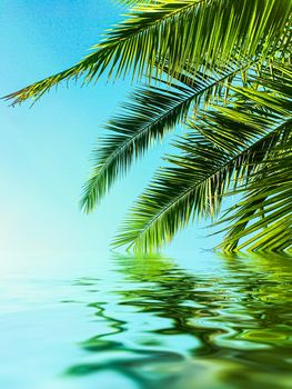 Palm tree leaves and sea water, summertime travel and beach background