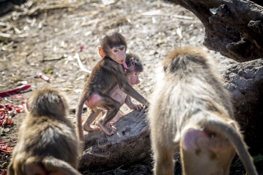 A baby Hamadryas Baboon playing outside with their family unit