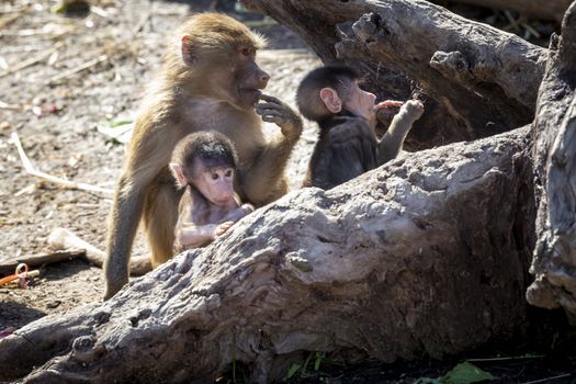 A baby Hamadryas Baboon playing outside with their family unit