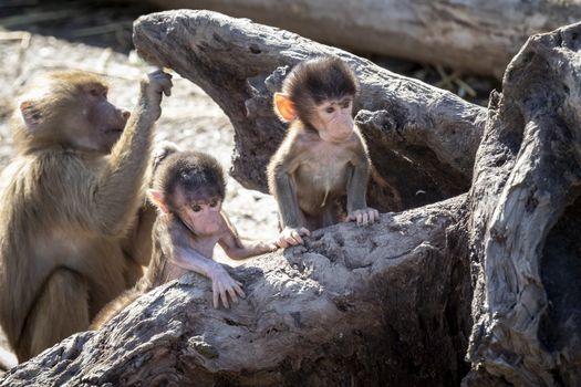 A baby Hamadryas Baboon playing outside with their family unit