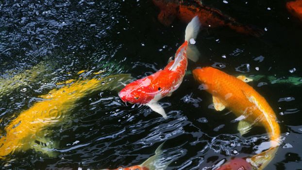 Beautiful and colorful Japanese Koi carp fish swimming in the pool.