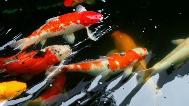 Beautiful and colorful Japanese Koi carp fish swimming in the pool.