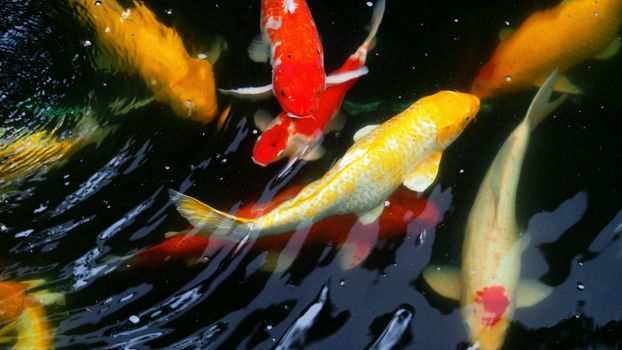 Beautiful and colorful Japanese Koi carp fish swimming in the pool.