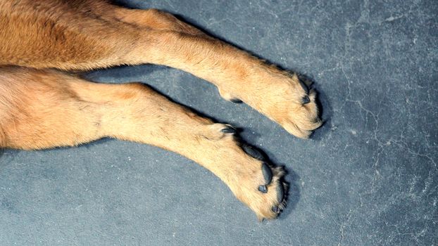 Part of dog with close-up shot and yellow brown silky hair from top angle view.