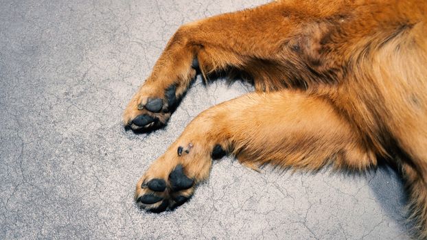 Part of dog with close-up shot and yellow brown silky hair from top angle view.