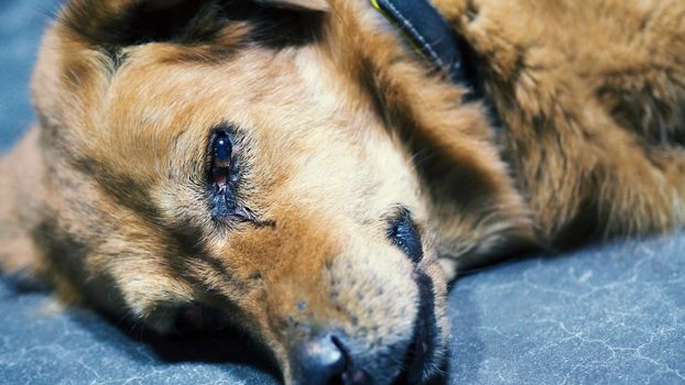 Part of dog with close-up shot and yellow brown silky hair from top angle view.