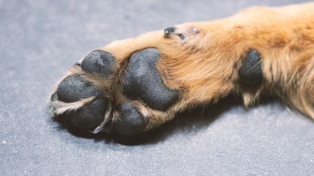 Part of dog with close-up shot and yellow brown silky hair from top angle view.