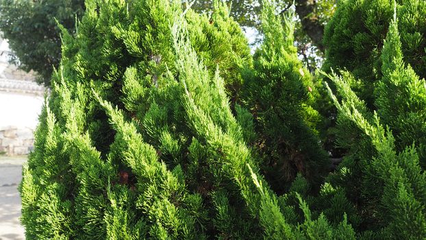 Big traditional japanese green color pine tree in the garden of Himeji castle at Kansai area.