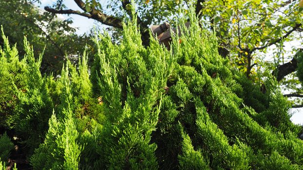 Big traditional japanese green color pine tree in the garden of Himeji castle at Kansai area.