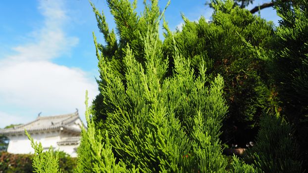 Big traditional japanese green color pine tree in the garden of Himeji castle at Kansai area.