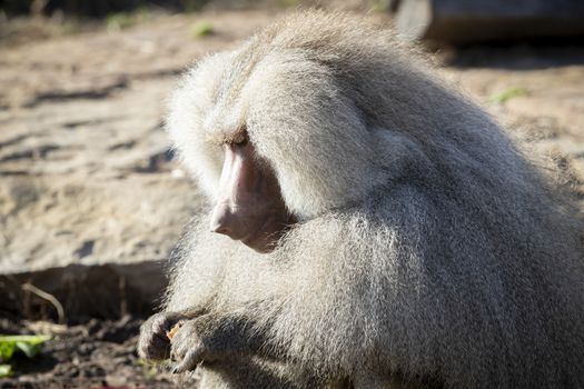 A large male Hamadryas Baboon relaxing in the sunshine