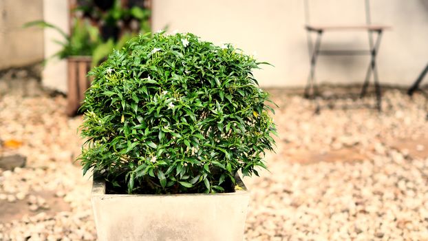 Gerdenia crape jasmine flower tree round shape in cement pot and blurry of stone garden background.