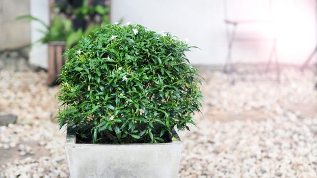 Gerdenia crape jasmine flower tree round shape in cement pot and blurry of stone garden background.