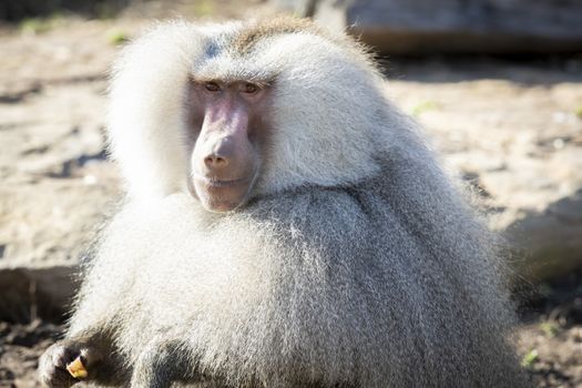 A large male Hamadryas Baboon relaxing in the sunshine