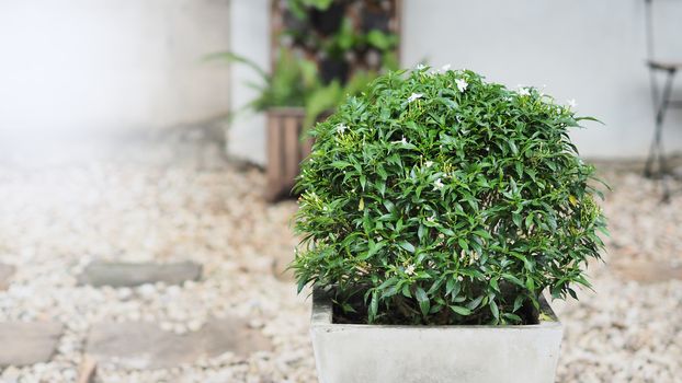 Gerdenia crape jasmine flower tree round shape in cement pot and blurry of stone garden background.