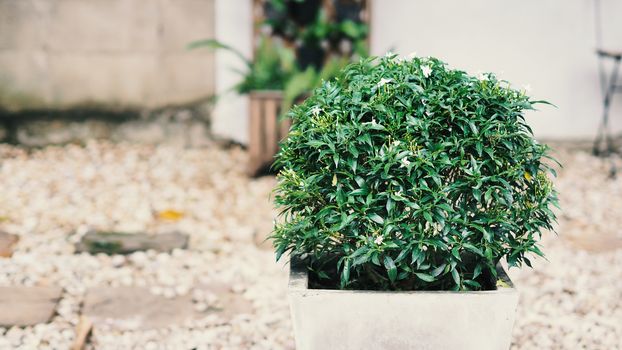 Gerdenia crape jasmine flower tree round shape in cement pot and blurry of stone garden background.