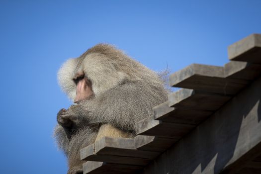 A large male Hamadryas Baboon relaxing in the sunshine