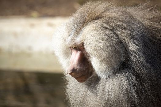 A large male Hamadryas Baboon relaxing in the sunshine