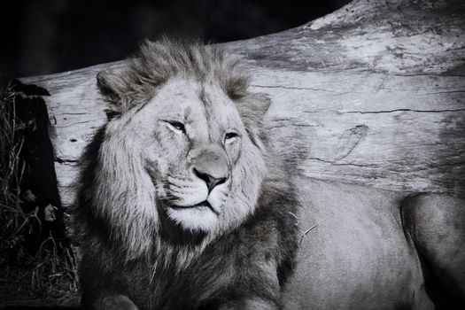 A male Lion relaxing in the sunshine