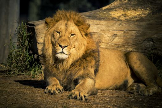 A male Lion relaxing in the sunshine