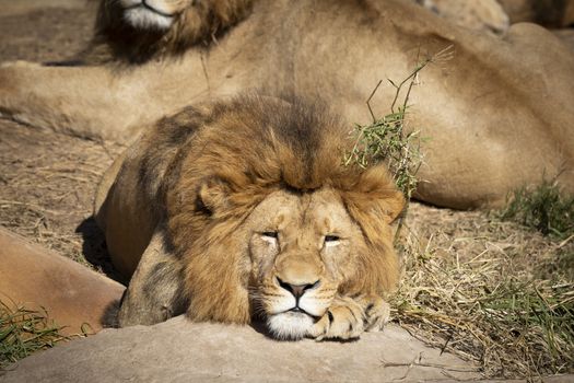 A male Lion relaxing in the sunshine