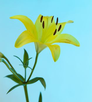 A yellow Asiatic Lily Lillium flower with green stem and leaves on a blue background