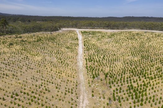 Aerial view of a pine tree farm in regional South Australia